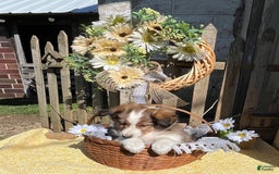 Shetland Sheepdog dogs for sale: Pam - Image 1