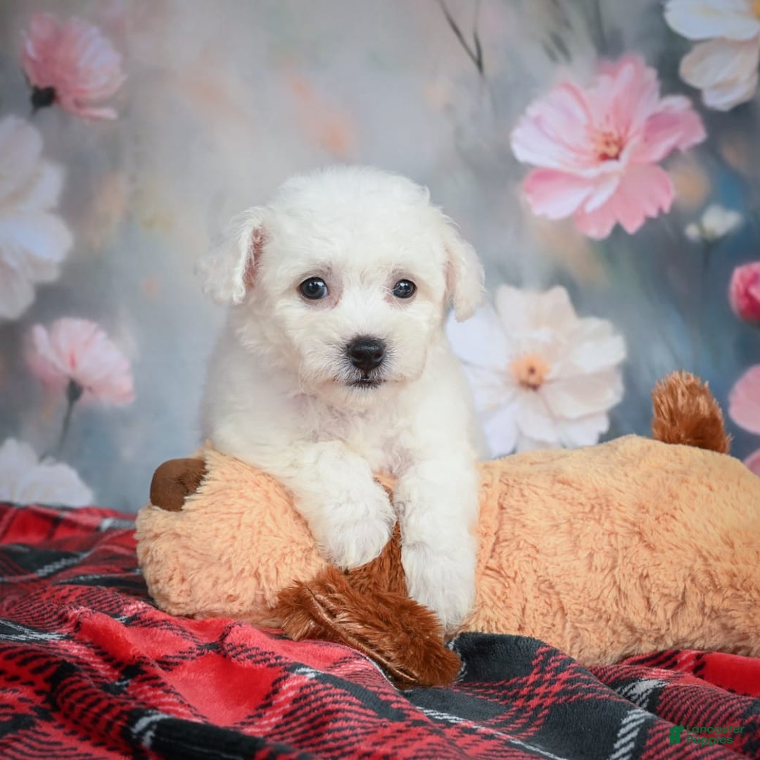 Bichon Frise dogs for sale: Jesse - Image 6