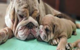 English Bulldog dogs for sale: Ozzy - Image 4