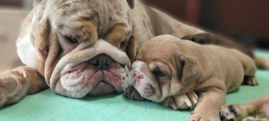 English Bulldog dogs for sale: Ozzy - Image 4
