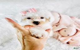 Toy Poodle dogs for sale: Pamy - Image 2