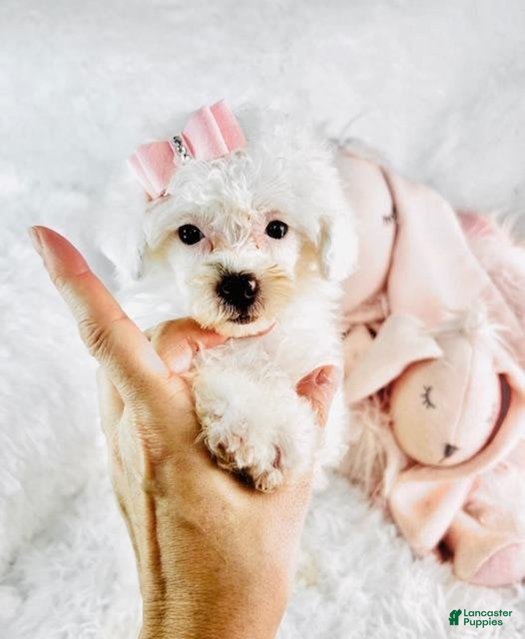 Toy Poodle dogs for sale: Pamy - Image 2