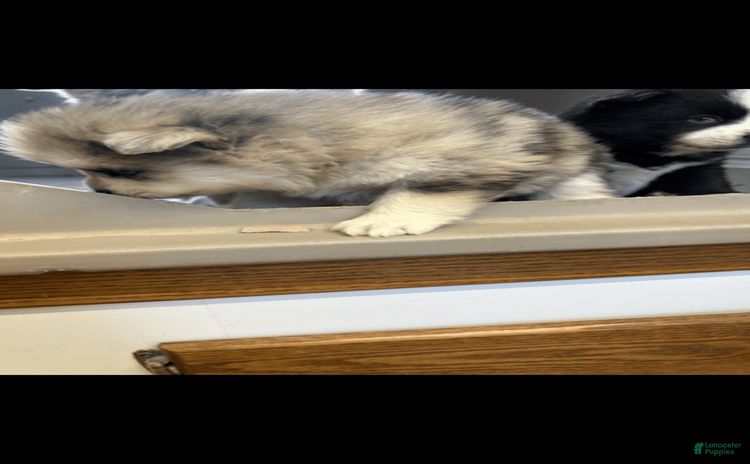 Pomsky dogs for sale - Ad 3
