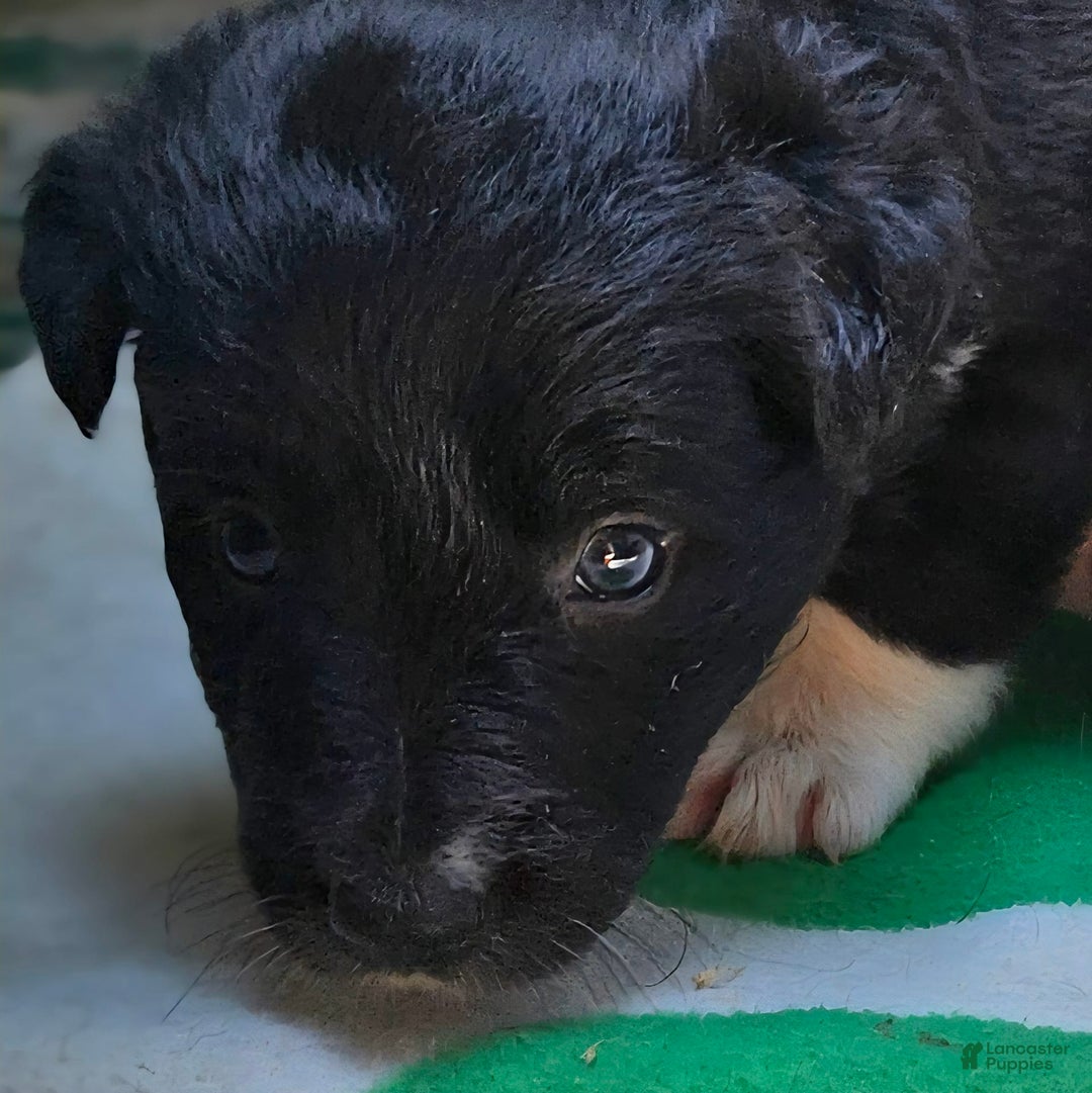 Border Collie dogs for sale: Francis - Image 5