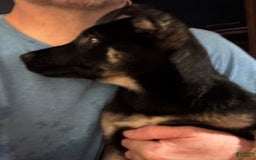 Belgian Malinois dogs for sale: Nadja - Image 2