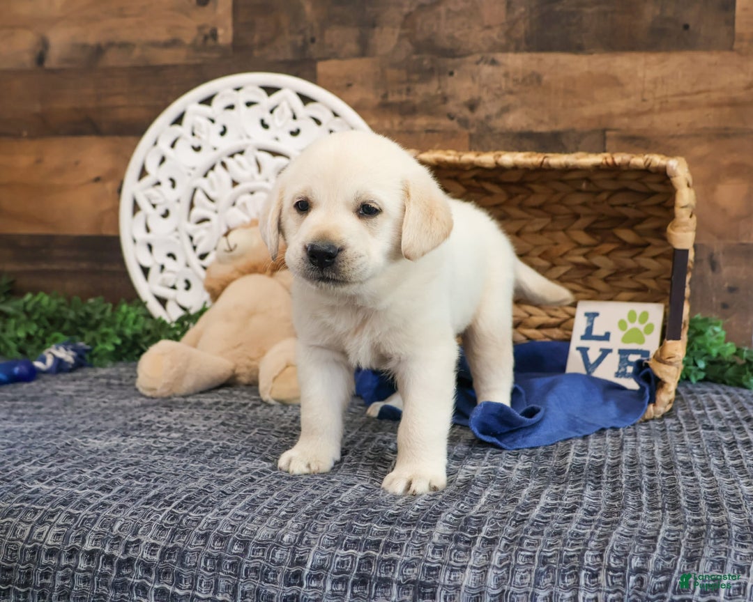 Labrador Retriever dogs for sale: Tej - Image 4
