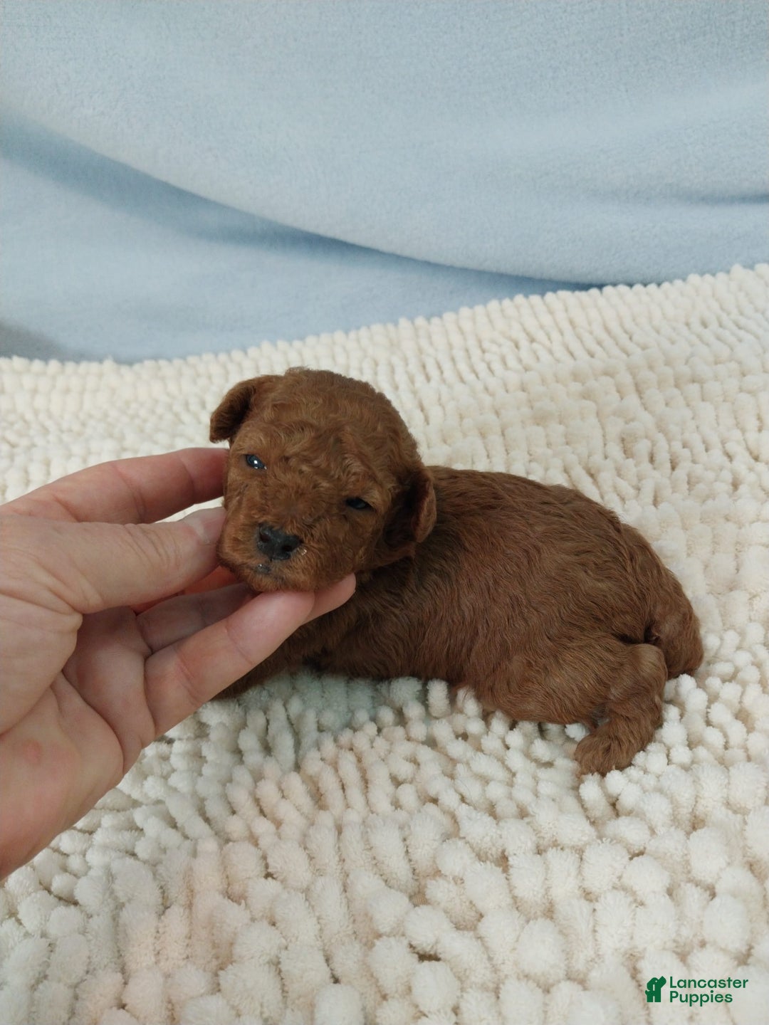 Toy Poodle dogs for sale: Kinley - Image 2
