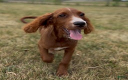 Irish Doodle dogs for sale: Jasper - Image 4