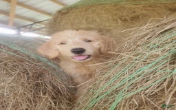 Labradoodle dogs for sale: Daisy - Image 7