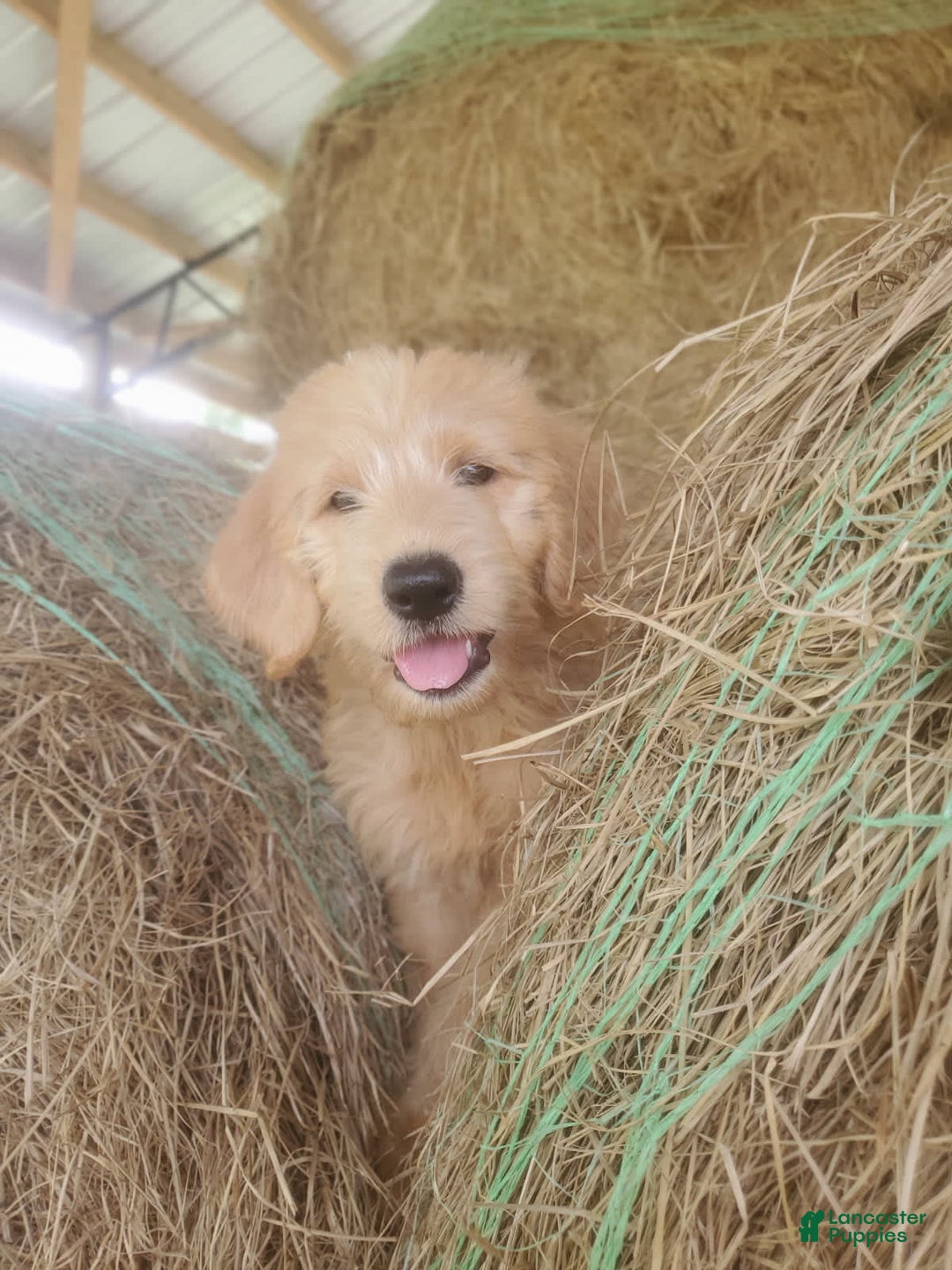 Labradoodle dogs for sale: Daisy - Image 7