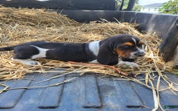 Basset Hound dogs for sale: Charlie - Image 1
