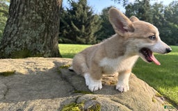 Welsh Corgi Pembroke dogs for sale: Molly - Image 9