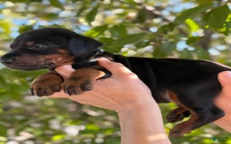 Doberman Pinscher dogs for sale: Black Collar - Image 4