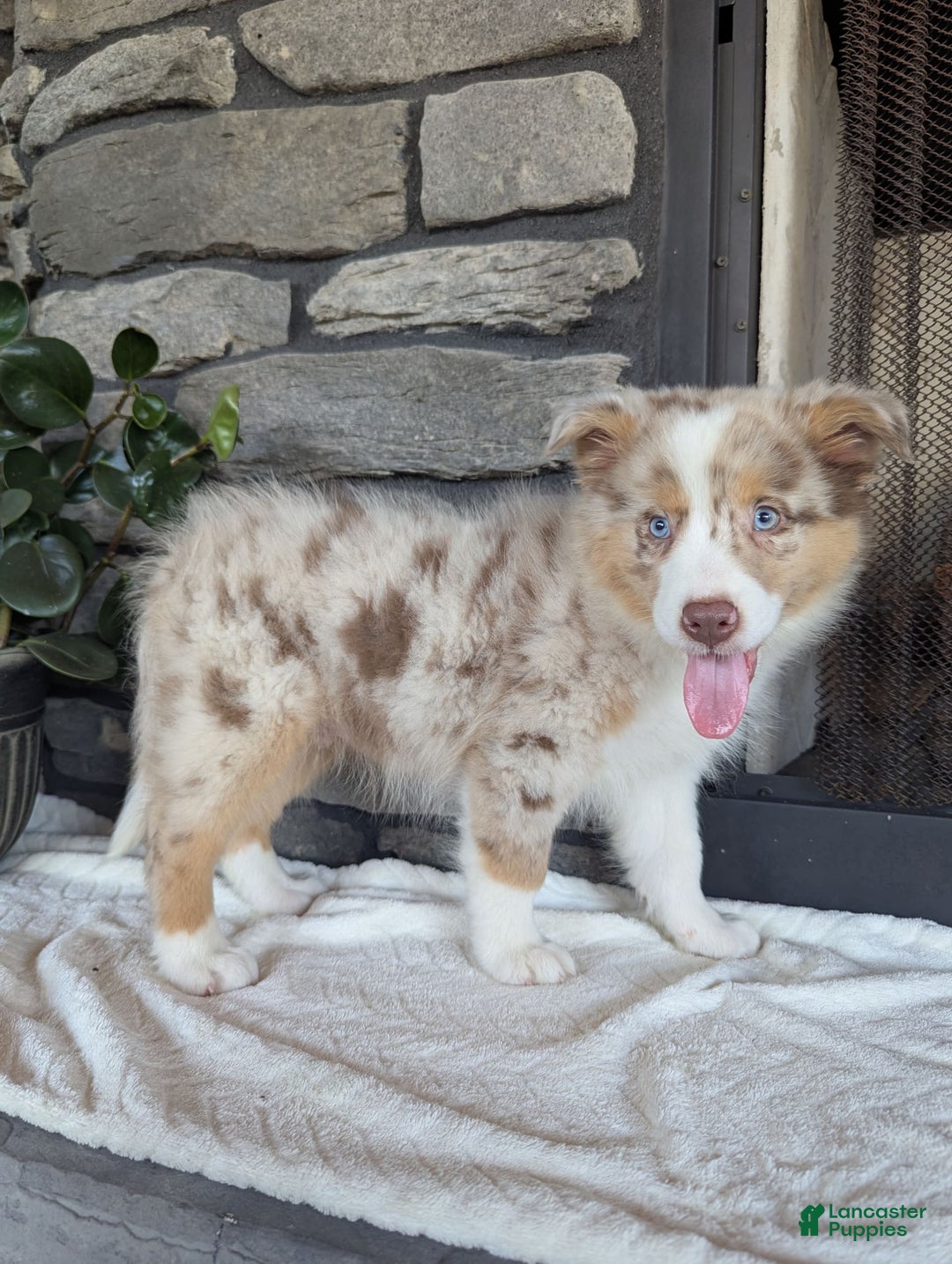 Australian Shepherd dogs for sale: Australian Shepherd 4 puppies - Image 17