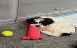 Shihpoo dogs for sale: Beamer - Image 8