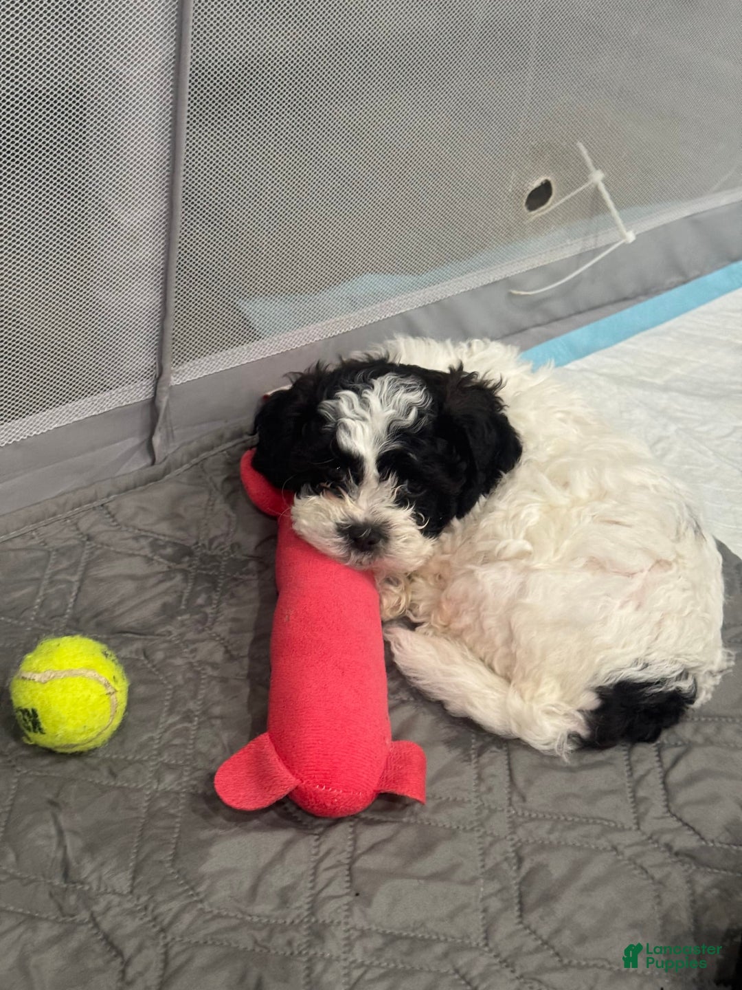 Shihpoo dogs for sale: Beamer - Image 8