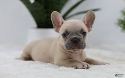 French Bulldog dogs for sale: French Bulldog 5 puppies - Image 27