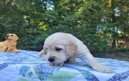 Golden Retriever dogs for sale: Brim - Image 5