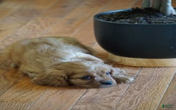 Cavalier King Charles Spaniel dogs for sale: Dallas - Image 4