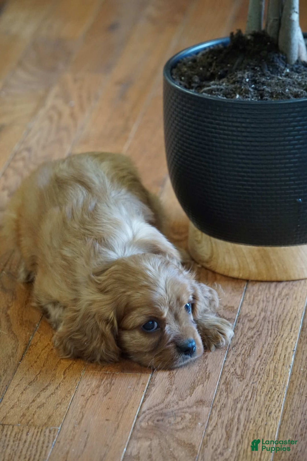 Cavalier King Charles Spaniel dogs for sale: Dallas - Image 4