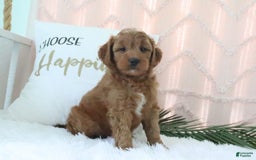 Mini Goldendoodle dogs for sale: Oakley - Image 2