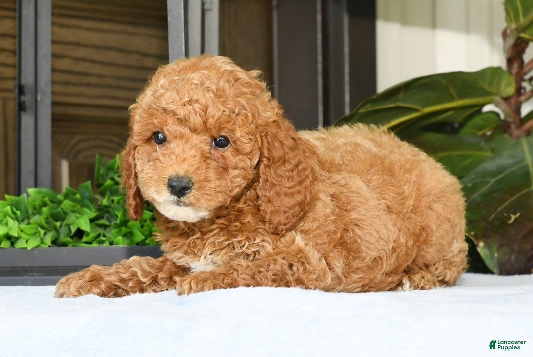 Mini Goldendoodle dogs for sale: Vance - Image 6