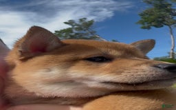 Shiba Inu dogs for sale: Koda - Image 5