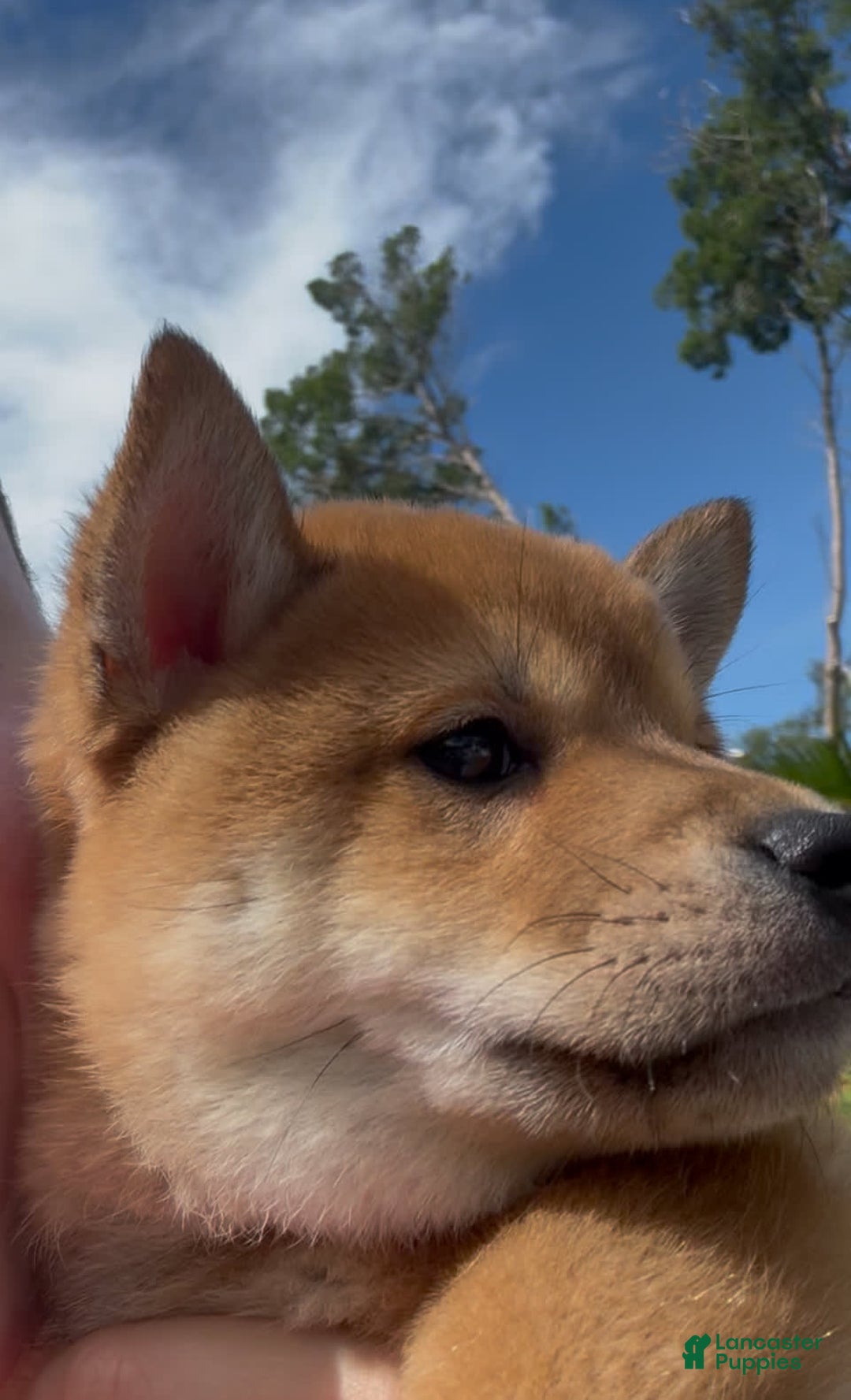 Shiba Inu dogs for sale: Koda - Image 5