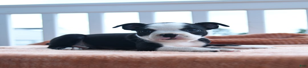 Essy