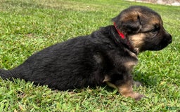 German Shepherd dogs for sale: Boy - Image 14