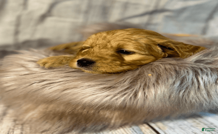 Goldendoodle dogs for sale - Ad 2