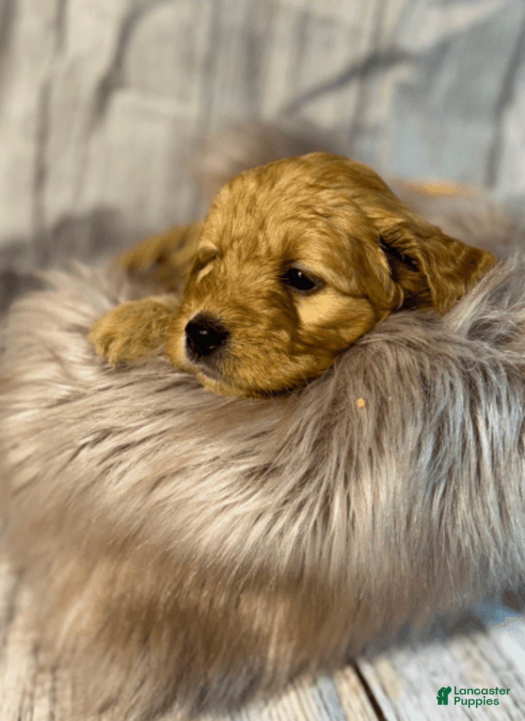 Goldendoodle dogs for sale: Girl 2 - Image 1