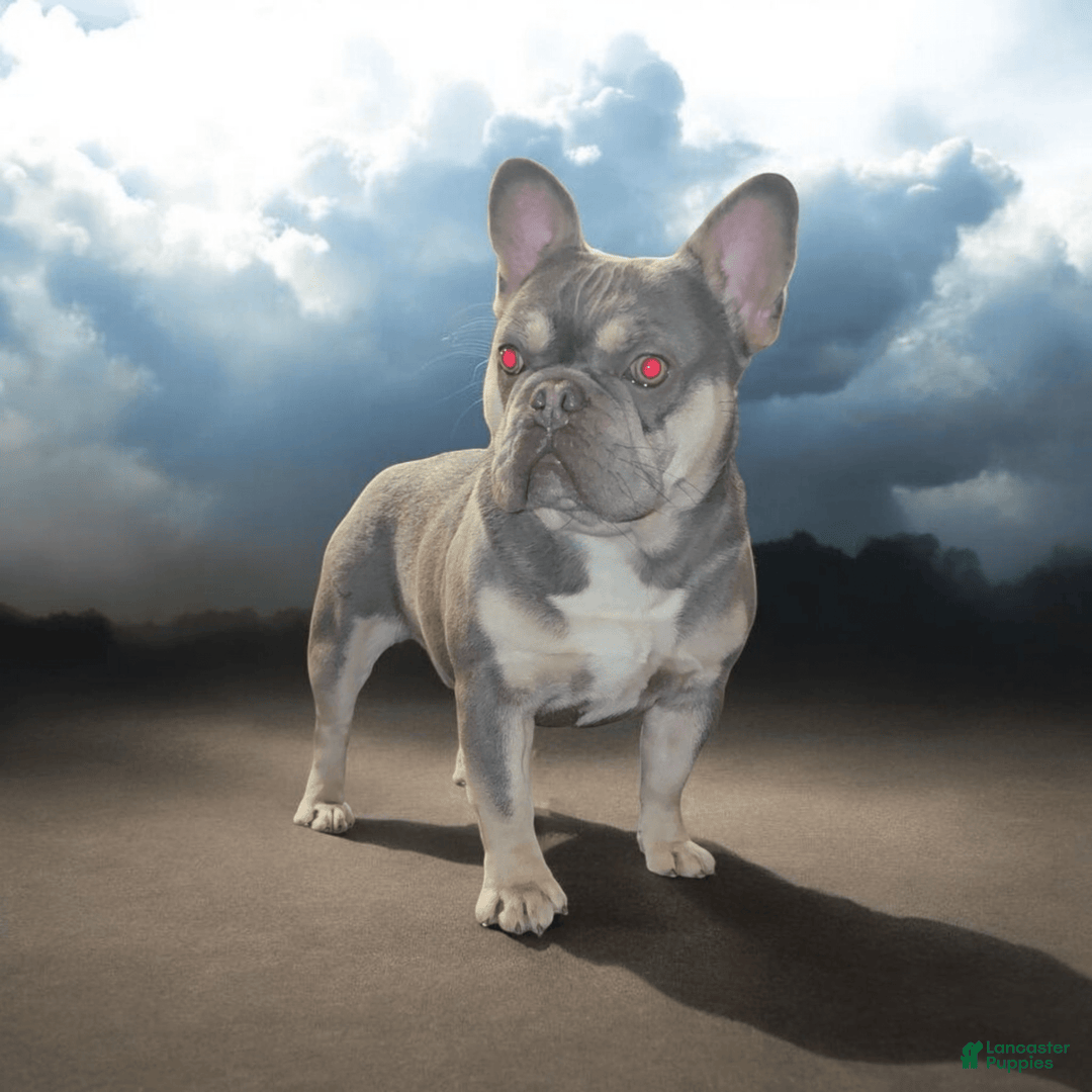 French Bulldog dogs for sale: Rolex - Image 13