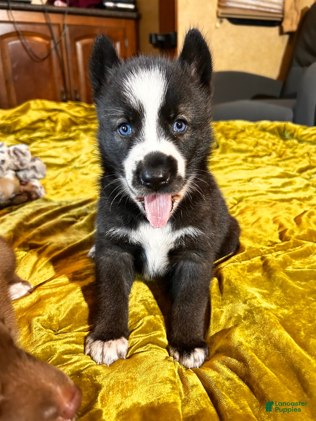 Gerberian Shepsky dogs for sale: Panda Bear - Image 7
