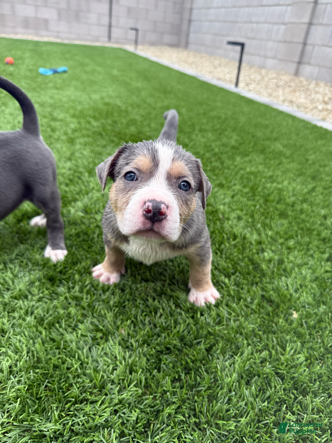 American Bully dogs for sale: Cooper - Image 3