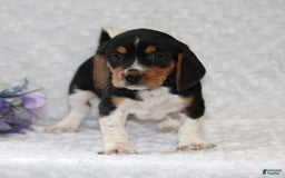 Beagle dogs for sale: Wilson - Image 3