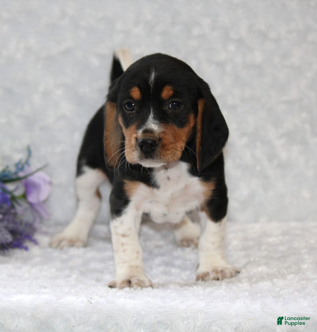 Beagle dogs for sale: Wilson - Image 3