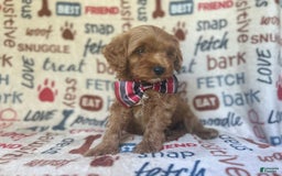 Cavapoo dogs for sale: Trooper - Image 6