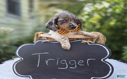 Miniature Dachshund dogs for sale: Trigger - Image 1