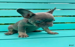French Bulldog dogs for sale: Luna - Image 37