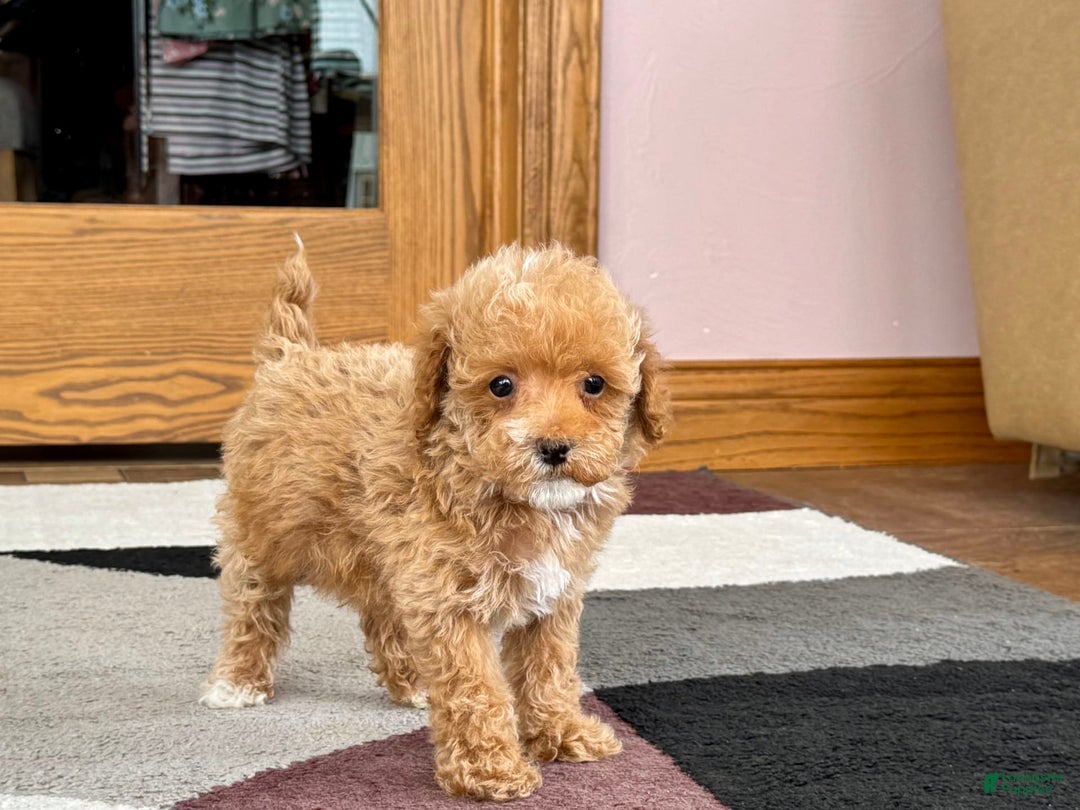 Maltipoo dogs for sale: Terry - Image 4
