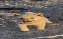 Shiba Inu dogs for sale: Butterfly - Image 3