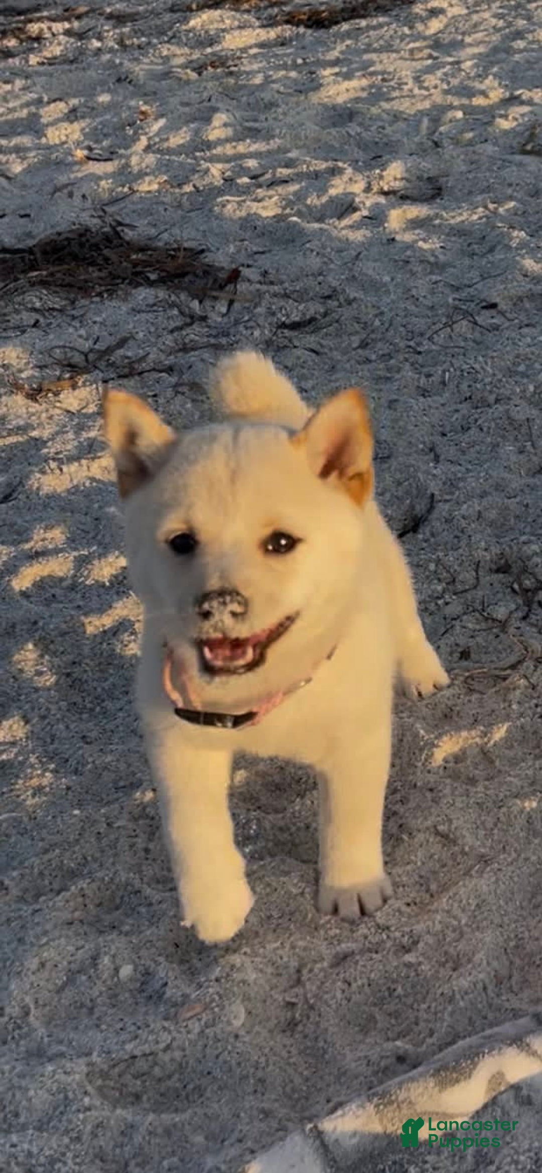 Shiba Inu dogs for sale: Butterfly - Image 3