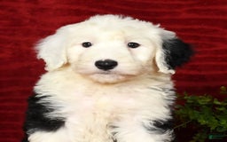 Sheepadoodle dogs for sale: Daisy - Image 9