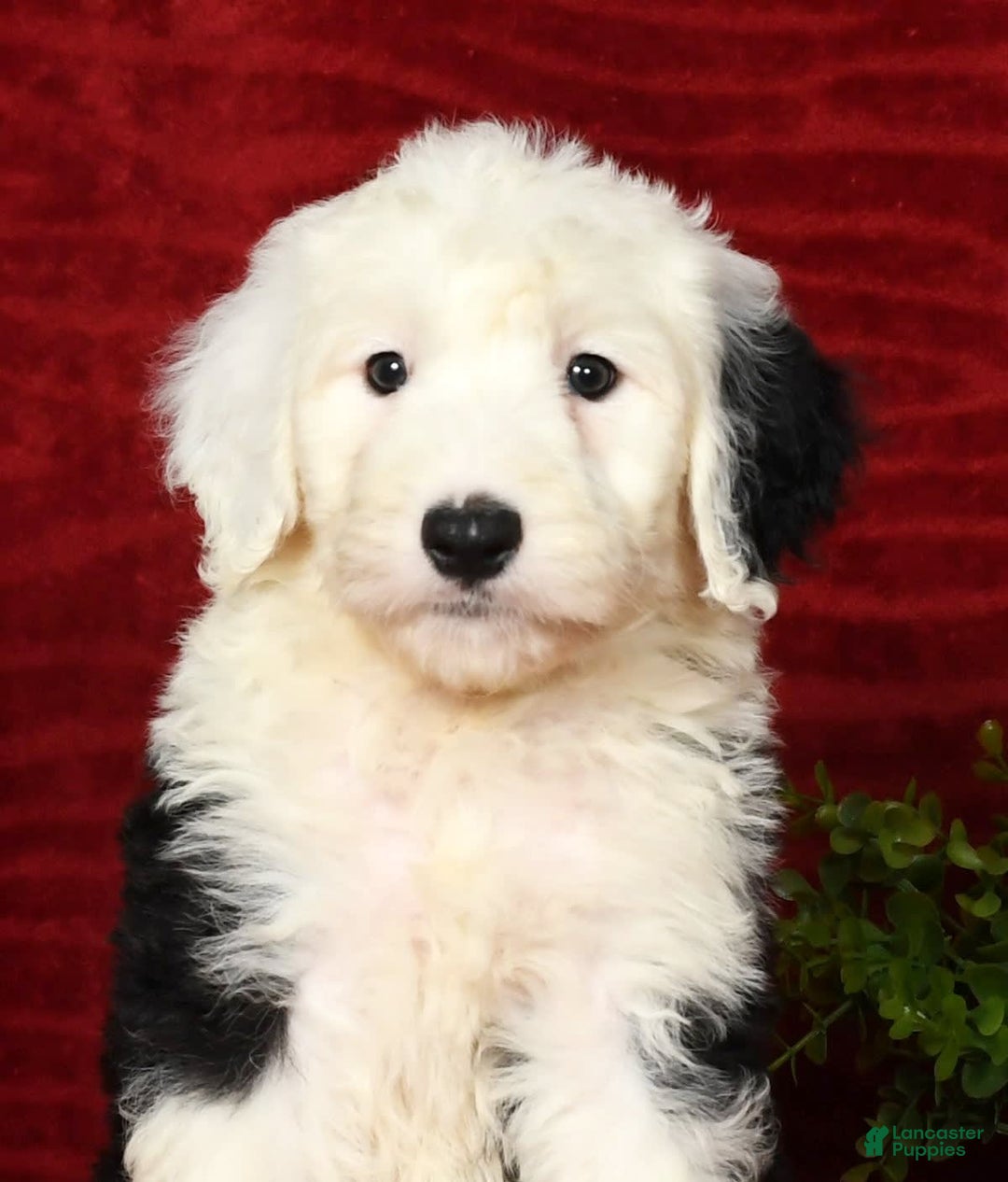 Sheepadoodle dogs for sale: Daisy - Image 9