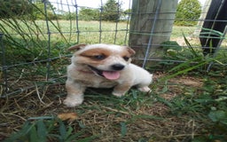 Australian Cattle Dog dogs for sale: Cinnamon - Image 3