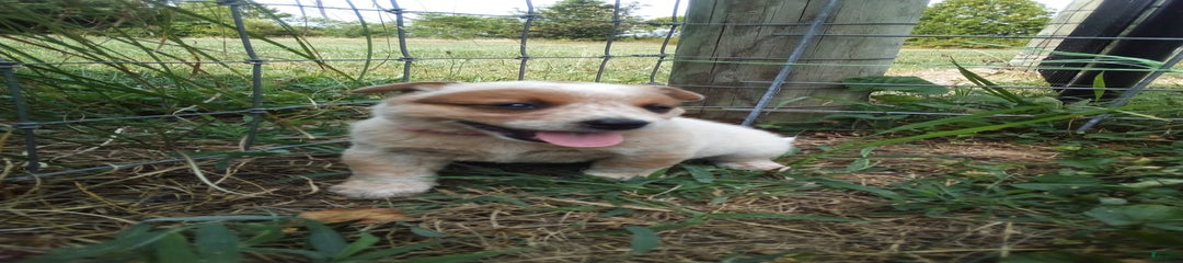 Cinnamon