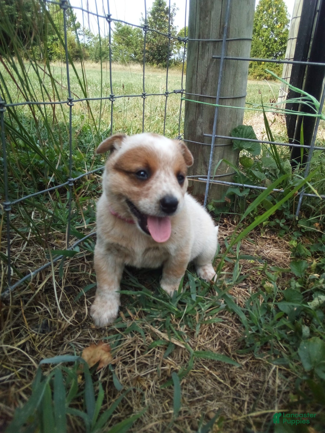 Australian Cattle Dog dogs for sale: Cinnamon - Image 3