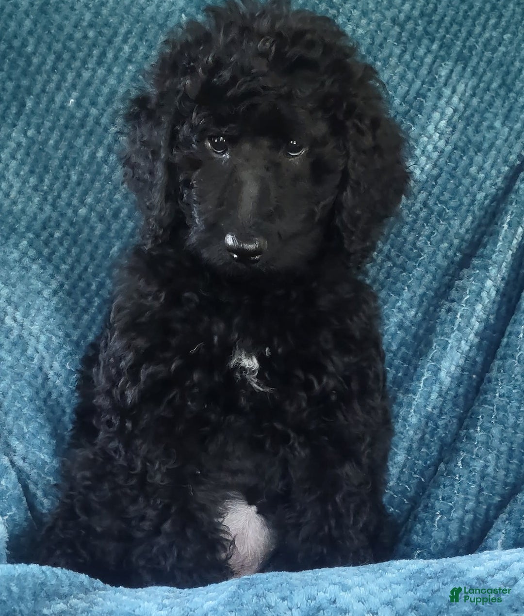 Goldendoodle dogs for sale: Mini Goldendoodle F1b2 - Image 8