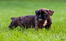 Boxer dogs for sale: Danny - Image 2